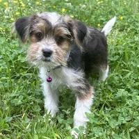 Barbie, a female Shorkie for sale in Georgetown, DE – Photo 4 of 6