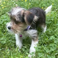 Barbie, a female Shorkie for sale in Georgetown, DE – Photo 5 of 6