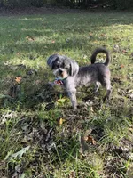 Smokey, a male Shih Tzu for sale in Georgetown, DE – 5 of 7