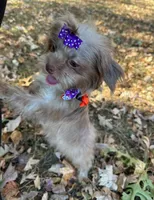 Candy, a female Yorkshire Terrier and Shorkie for sale in Georgetown, DE – Photo 2 of 8