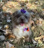 Candy, a female Yorkshire Terrier and Shorkie for sale in Georgetown, DE – Photo 8 of 8