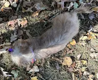 Candy, a female Yorkshire Terrier and Shorkie for sale in Georgetown, DE – Photo 4 of 8