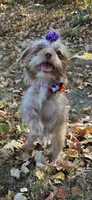 Candy, a female Yorkshire Terrier and Shorkie for sale in Georgetown, DE – Photo 6 of 8