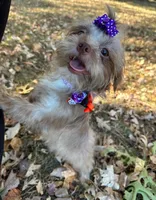 Candy, a female Yorkshire Terrier and Shorkie for sale in Georgetown, DE – Photo 1 of 8