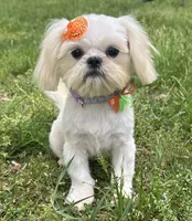Cinderella, a female Shih Tzu for sale in Georgetown, DE – 2 of 8