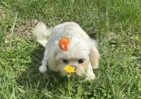 Cinderella, a female Shih Tzu for sale in Georgetown, DE – 5 of 8