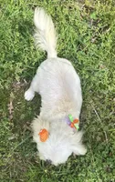 Cinderella, a female Shih Tzu for sale in Georgetown, DE – 8 of 8