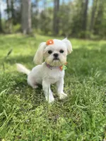 Cinderella, a female Shih Tzu for sale in Georgetown, DE – 6 of 8