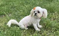 Cinderella, a female Shih Tzu for sale in Georgetown, DE – 7 of 8