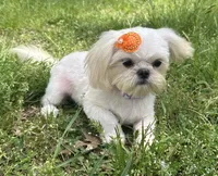 Cinderella, a female Shih Tzu for sale in Georgetown, DE – 3 of 8