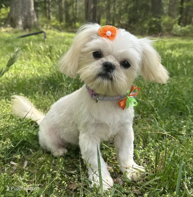 Cinderella – Shih Tzu puppy for sale in Georgetown, DE