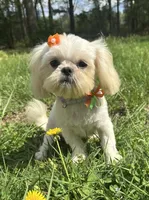 Cinderella, a female Shih Tzu for sale in Georgetown, DE – 4 of 8