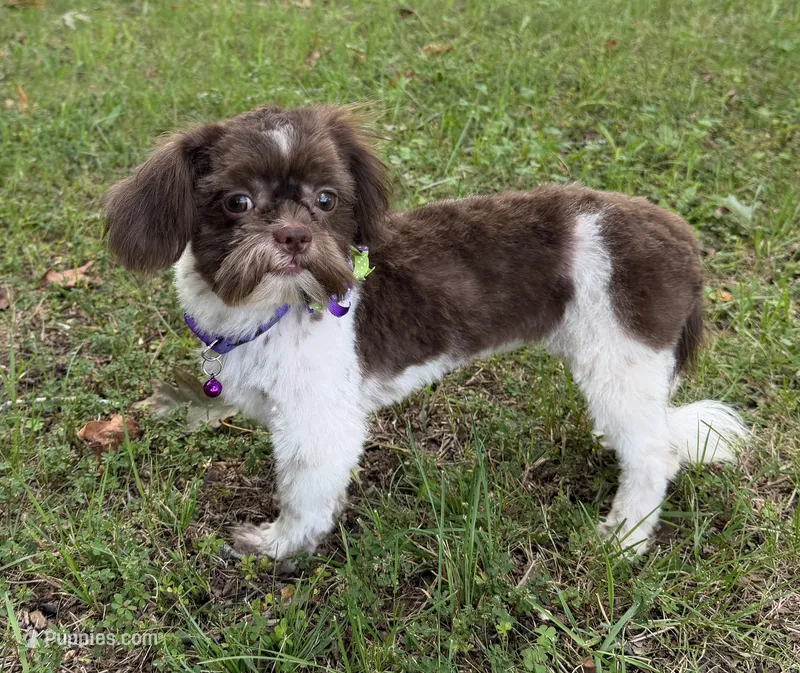 Violet  – Shih Tzu puppy for sale in Georgetown, DE