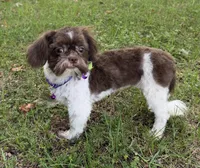 Violet , a female Shih Tzu for sale in Georgetown, DE – 1 of 7