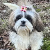 🐚  Shelby, a female Shih Tzu for sale in Georgetown, DE – Photo 3 of 3