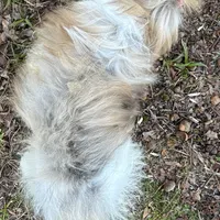 🐚  Shelby, a female Shih Tzu for sale in Georgetown, DE – Photo 2 of 3