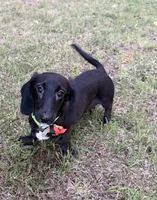 Spidey, a male Miniature Dachshund for sale in Georgetown, DE – 8 of 8