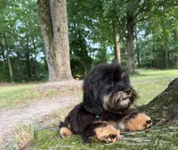 Freddy, a male Shih Tzu and Miniature Dachshund for sale in Georgetown, DE – 2 of 6