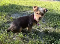 Luna, a female Dachshund and Yorkshire Terrier for sale in Georgetown, DE – 4 of 7