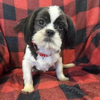 Duke, a male Shih Tzu for sale in Georgetown, DE – Photo 4 of 5