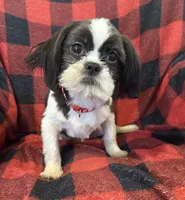 Duke, a male Shih Tzu for sale in Georgetown, DE – Photo 4 of 5