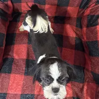 Duke, a male Shih Tzu for sale in Georgetown, DE – Photo 3 of 5