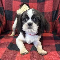 Duke, a male Shih Tzu for sale in Georgetown, DE – Photo 1 of 5