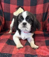Duke, a male Shih Tzu for sale in Georgetown, DE – Photo 1 of 5