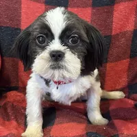 Duke, a male Shih Tzu for sale in Georgetown, DE – Photo 2 of 5