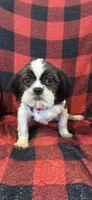 Duke, a male Shih Tzu for sale in Georgetown, DE – Photo 2 of 5