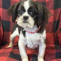 Duke, a male Shih Tzu for sale in Georgetown, DE – Photo 5 of 5