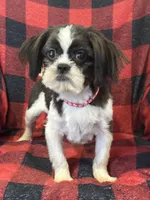 Duke, a male Shih Tzu for sale in Georgetown, DE – Photo 5 of 5