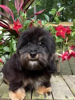 Freddy, a male Shih Tzu and Miniature Dachshund for sale in Georgetown, DE – 4 of 6