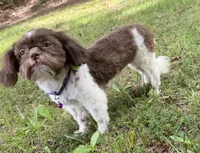 Violet , a female Shih Tzu for sale in Georgetown, DE – 4 of 7