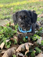 Paxton, a male Chorkie for sale in Georgetown, DE – 4 of 6
