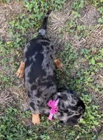 Poppy, a female Dachshund and Shih Tzu for sale in Georgetown, DE – 6 of 6