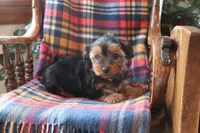Marshmallow, a female Yorkshire Terrier for sale in Humboldt, IL – Photo 4 of 5