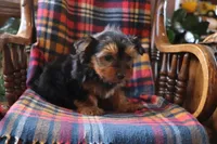 Marshmallow, a female Yorkshire Terrier for sale in Humboldt, IL – Photo 2 of 5