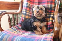 Marshmallow, a female Yorkshire Terrier for sale in Humboldt, IL – Photo 3 of 5