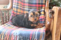 Marshmallow, a female Yorkshire Terrier for sale in Humboldt, IL – Photo 5 of 5
