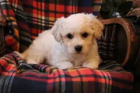 processed/026ee7e0-eaf3-4b62-bb51-d6f84f1a53ce/listing/a8fa0afe-4802-4ea4-979f-384b2728d255/bbb332ba-7926-4fe9-bdc4-ed26300ddd5c