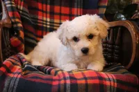 processed/026ee7e0-eaf3-4b62-bb51-d6f84f1a53ce/listing/a8fa0afe-4802-4ea4-979f-384b2728d255/ff1711ca-732c-41ab-847f-3a972e2b2c79