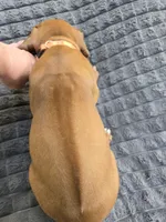 Orange Monica, a female Rhodesian Ridgeback for sale in Winchester, VA – 2 of 2