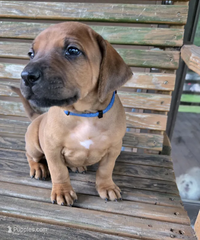 Blue Ross – Rhodesian Ridgeback puppy for sale in Winchester, VA