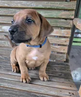 Blue Ross, a male Rhodesian Ridgeback for sale in Winchester, VA – 1 of 3