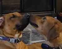 Purple Estelle, a female Rhodesian Ridgeback for sale in Winchester, VA – 4 of 5