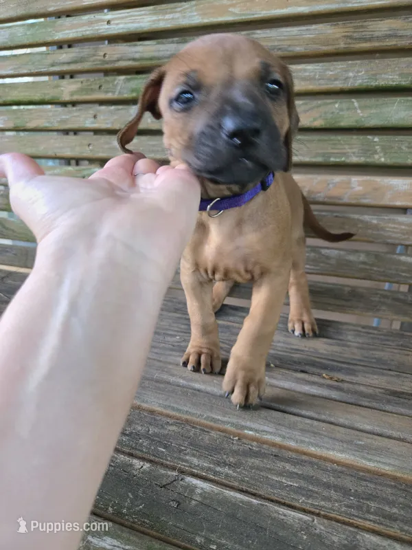 Purple Estelle – Rhodesian Ridgeback puppy for sale in Winchester, VA