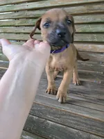 Purple Estelle, a female Rhodesian Ridgeback for sale in Winchester, VA – 1 of 5