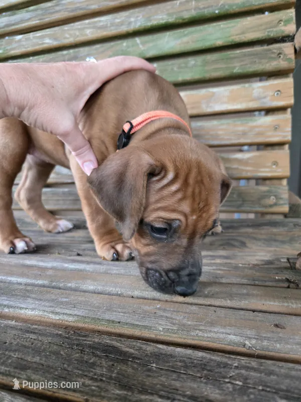 Orange Monica – Rhodesian Ridgeback puppy for sale in Winchester, VA