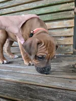 Orange Monica, a female Rhodesian Ridgeback for sale in Winchester, VA – 1 of 2
